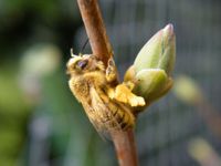 Pollensammlerin im Fr&uuml;hjahr