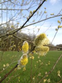 Biene in der Weide am Pollen sammeln