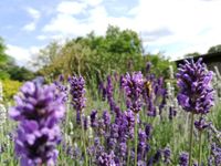 Biene im Lavendel