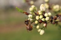 Biene auf Zwetschgenknospe