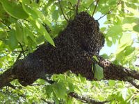 Mein erster Bienenschwarm